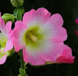 035.webp