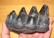 ImageUploadedByTreasureNet.com1441591145.333181.webp