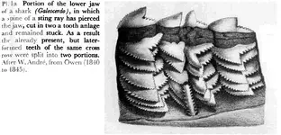 sharktoothanlagen.webp