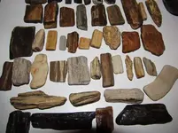Petrified bones.webp