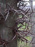 Locust-Tree-Thorns.jpg