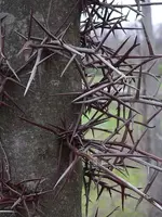 Locust-Tree-Thorns.webp
