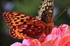 015sha1515rp.webp