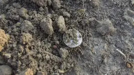 HR in dirt.webp