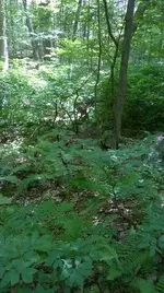 01a.webp