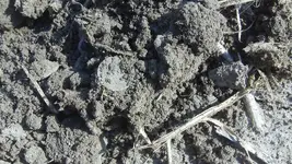 1849 in dirt.webp