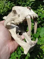 sabre tooth tiger.webp