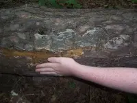 tree_carving.webp