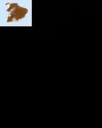 gold xray inverted.webp