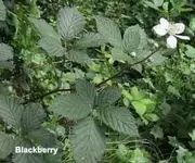 pestplantsblackberry.webp