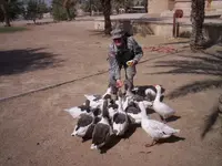 Combat Goose Feeding 3.webp