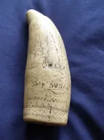 scrimshaw back.webp scrimshaw back.webp