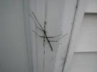 walking stick 009.webp