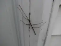 walking stick 010.webp