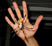 banana spider.webp