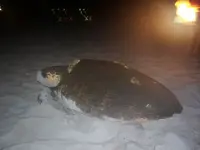 turtle.webp