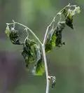 wilted.webp