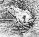 frog.webp
