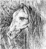 horse.webp