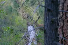matolious 202_RT8.webp