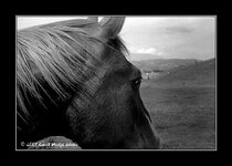 horse1_rodinal.jpg