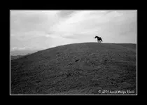 horse2_rodinal.webp