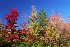 fall2.webp