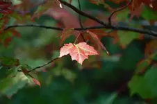 fall5.webp