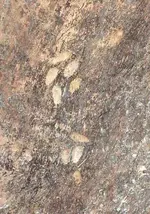 tree markings cropped.webp