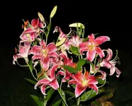 IMG_1821.webp