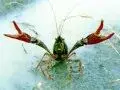 crawfish-fighting (2).webp crawfish-fighting (2).webp