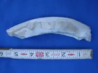 unknown 4.webp