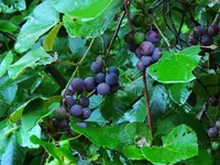 001.webp