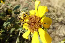 bugs 2.webp