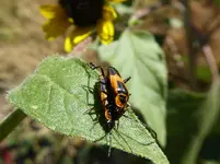 bugs 3.webp