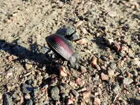 bugs 4.webp