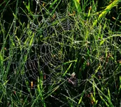 008.webp 008.webp