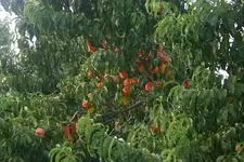 peaches.webp