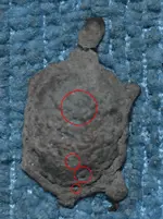 turt1.webp