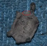 turt2.webp