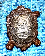 turt3.webp