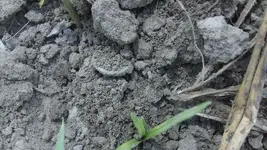 1842 dime just dug.webp