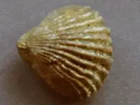 Brochiopod-2015-08-21-TinyYard-Img_7798SSSS.webp