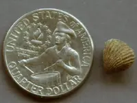 Brochiopod-2015-08-21-TinyYard-Img_7796SSSS.webp