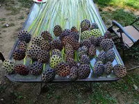 015.webp