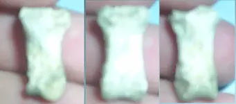 bone1b.webp