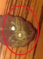 face.2.webp