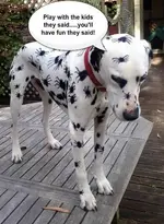 spider dog.webp