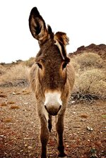 donkeys-046.jpg