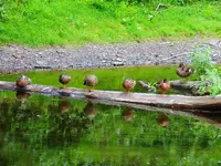 061.webp